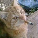 nuupi.