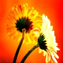 twoflower1887