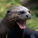 potlimitotter