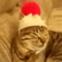 anonymous_cat1