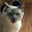 hellenahandbasket