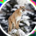 puma556