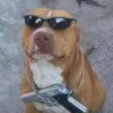 popovicz
