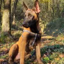 mirko_39100