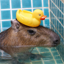 avatar sara capybara