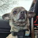 avatar clara capybara