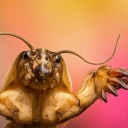 avatar the snickering cricket