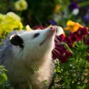 opossum7014