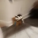 coconuttransport