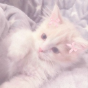 avatar 𑣲𝒮𝓁𝑒𝑒𝓅𝓎𝐵𝓊𝓃𝓃𝓎