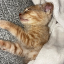 avatar Bongocat