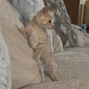 avatar Bongocat