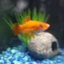 microcosmicguy
