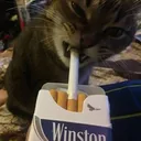 pikwulf