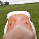 qaaza