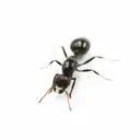 manicaluca8743