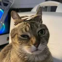 dogmeat137