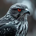 real_hawk