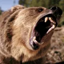 floesbear