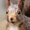 squirrel_of_valhalla