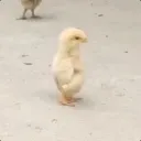carliecat98