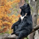 heirbearrington