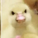 gilsta