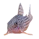 ogyanuntiusxiii