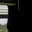 dougacat's Avatar