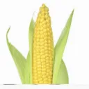 corn2031