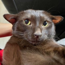 Discord Avatar