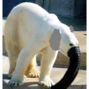 albino_elephant