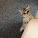 avatar 𝓢𝓪𝓷𝓭𝓻𝓪 ღ