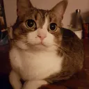 asukii