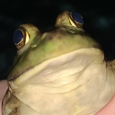 dabigcheese75#8544's avatar