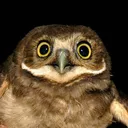 cunnyspeotyto
