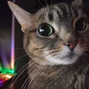 tigra_