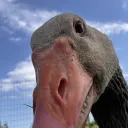 gratri