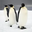 richarddevs