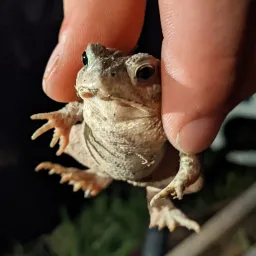 AstralProtection's Avatar