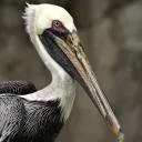 pelicanpete8528