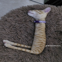 avatar Blueberry Juice