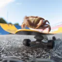 turbonekora
