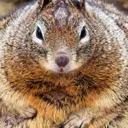 squirrelnuts0124