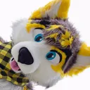 faradthehusky