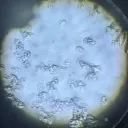 riboadenocomplex