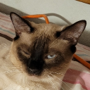 avatar RomanoTheCupcake