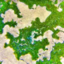 fungizen