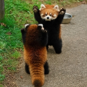 avatar 🐾Qianarin 🐾