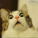 feline.dion